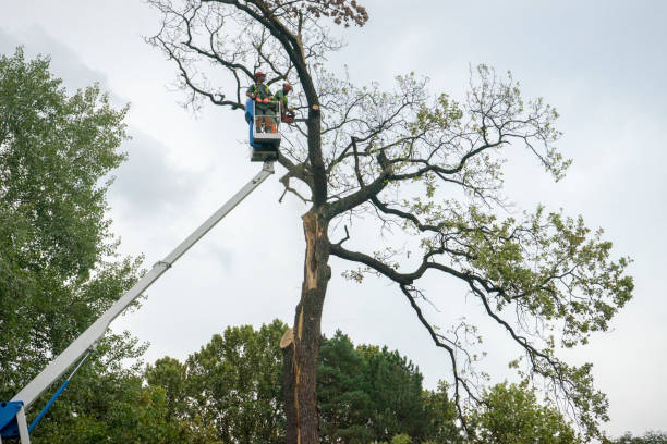 How Our Tree Care Process Works  in  Genola, UT